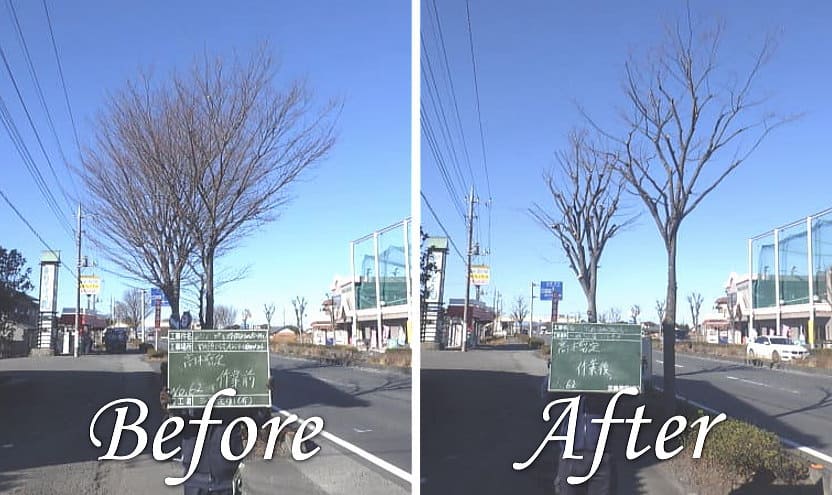 埼玉県様より125号バイパス街路樹のケヤキ高木剪定作業