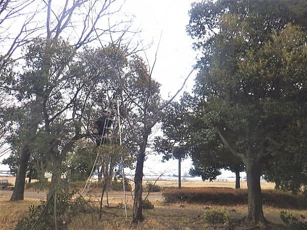 武蔵水路沿いサクラ並木