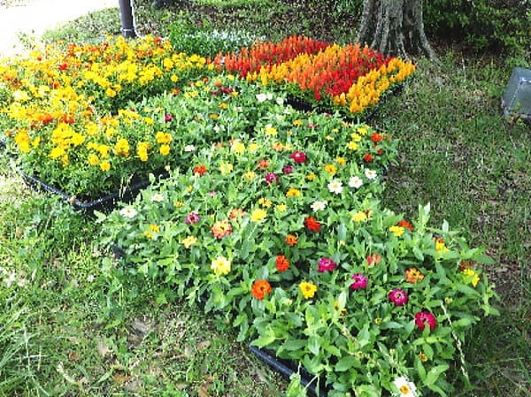 鴻巣市のパンジーハウスさんから、夏花壇にあった色とりどりの花を仕入れて頂きました