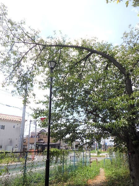 城西公園　折損の可能性が高い大枝