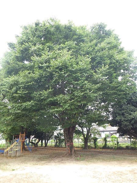 行田市「城西公園」樹木