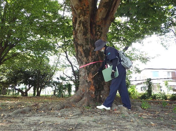 行田市「城西公園」樹木診断