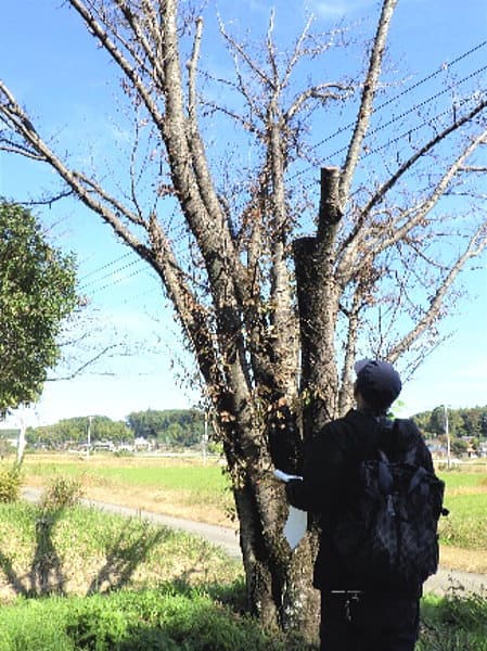 桜の木 点検