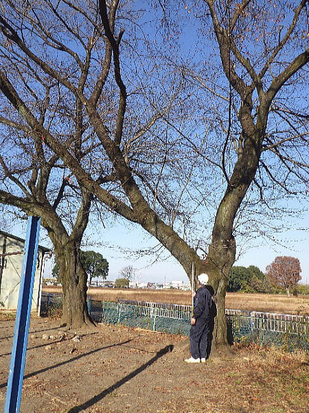 高萩北小学校校庭にある幹周200㎝以上の立派な大木ソメイヨシノ