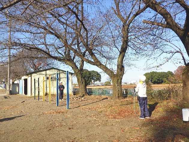 高萩北小学校校庭にある外観から腐朽ソメイヨシノ