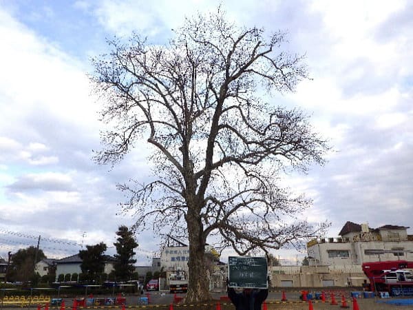 樹齢100年経っている老木