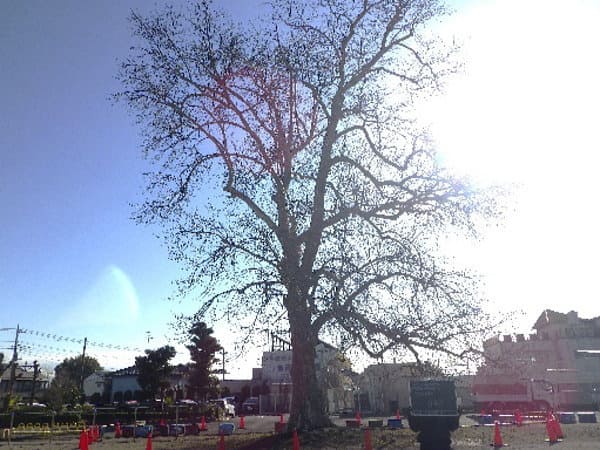 樹齢100年経っている老木