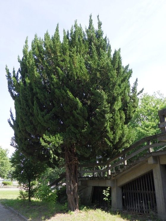 カイズカイブキ